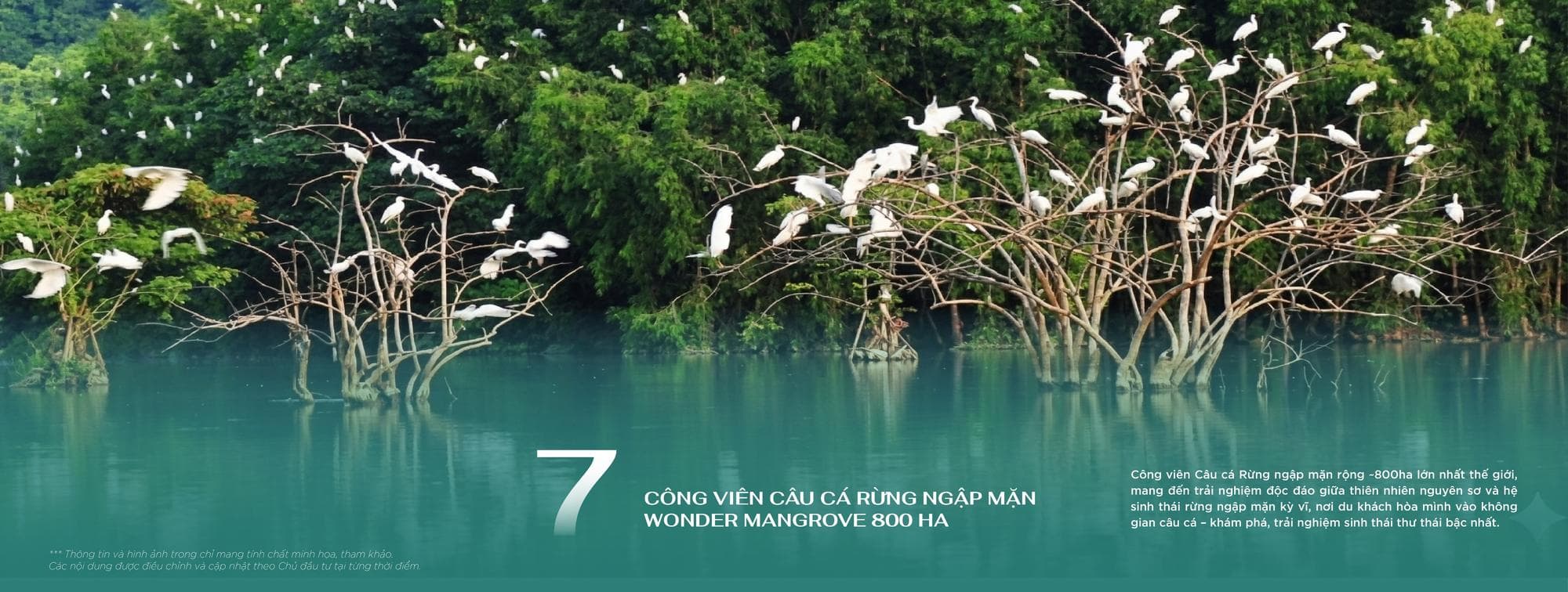 Wonder Mangrove